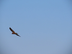 Circus aeruginosus