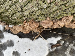 Fuscoporia