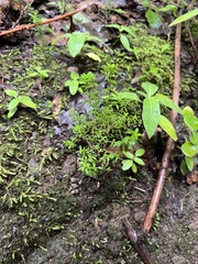 Hypericum canariense