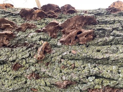 Fuscoporia