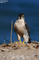 Falco peregrinus