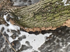 Fuscoporia