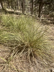 Muhlenbergia rigens