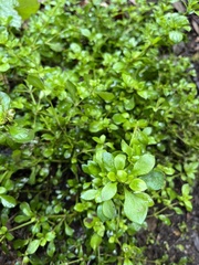 Polycarpaea latifolia