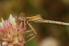 Platycnemis dealbata