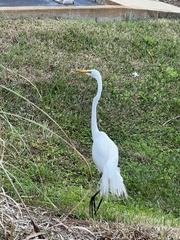 Ardea alba