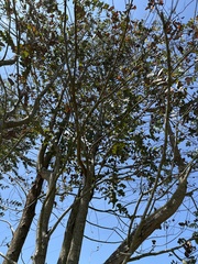 Eucalyptus cinerea
