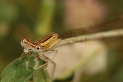 Platycnemis dealbata