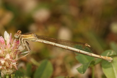 Platycnemis dealbata