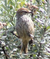 Leptasthenura andicola