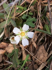 Potentilla alba