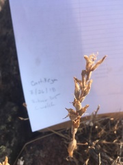 Castilleja pilosa
