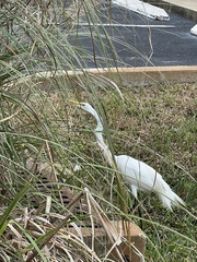 Ardea alba