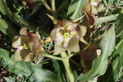 Pachycarpus dealbatus