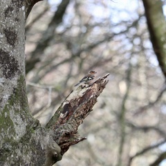 Fringilla coelebs coelebs
