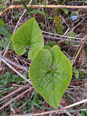 Brunnera sibirica