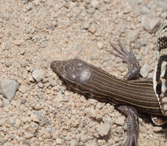 Aspidoscelis lineattissimus