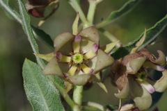Pachycarpus dealbatus