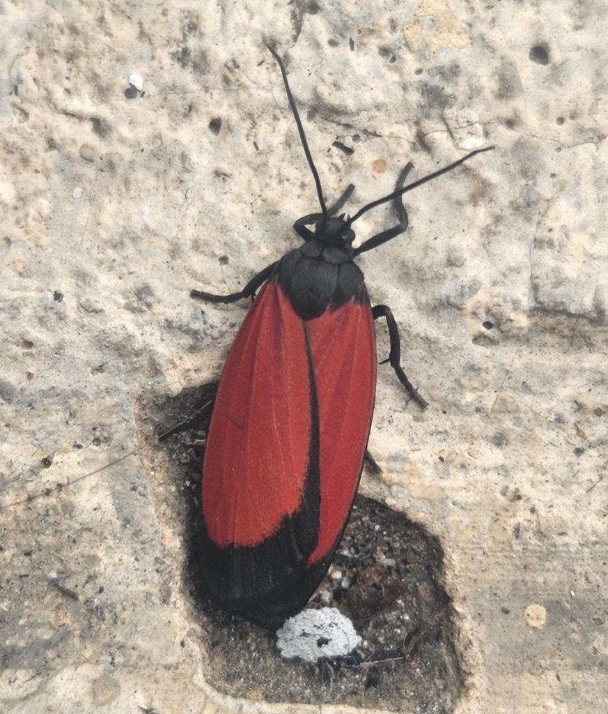 Ptychoglene aequalis