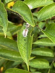 Halysidota cinctipes