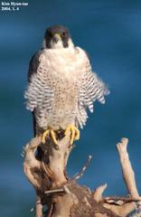 Falco peregrinus