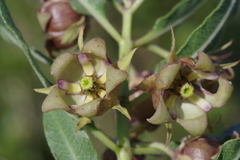 Pachycarpus dealbatus