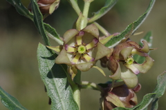 Pachycarpus dealbatus