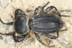 Scaurus striatus