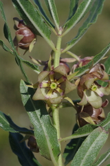 Pachycarpus dealbatus