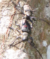 Pycnopsis brachyptera