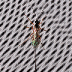 Macrocentrinae