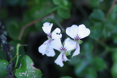 Pelargonium peltatum