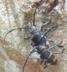 Pycnopsis brachyptera