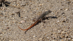Acanthodactylus erythrurus