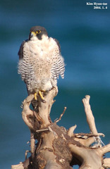 Falco peregrinus