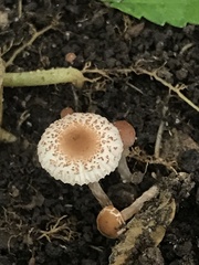 Lepiota