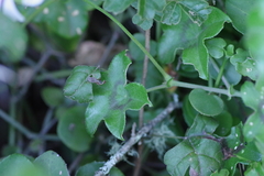 Pelargonium peltatum