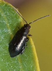 Phyllotreta