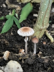 Lepiota