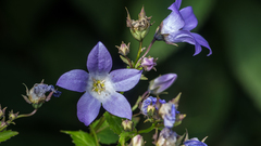 Campanula lactiflora