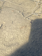 Procambarus simulans