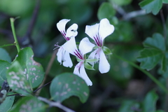 Pelargonium peltatum