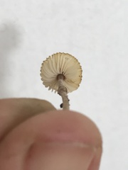 Lepiota