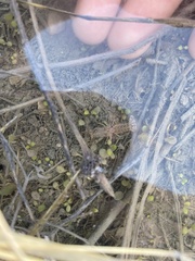 Procambarus simulans