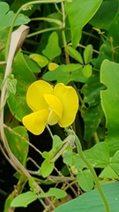 Vigna lasiocarpa