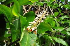 Alpinia zerumbet