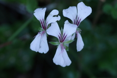 Pelargonium peltatum