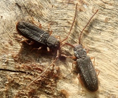 Uleiota planata