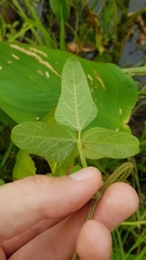 Vigna lasiocarpa