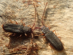 Uleiota planata